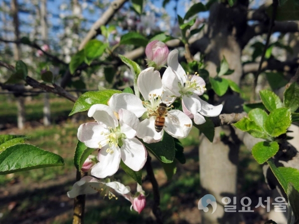 함양군 농업기술센터는 사과꽃 개화 시기가 다가옴에 따라 적과제 살포로 인한 꿀벌 피해 막기 위해 사과 적과제 안전사용을 당부했다. @ 함양군 제공