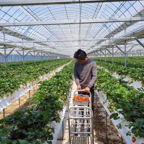 전남 영암군 농가에서 딸기를 수확하고 있는 모습