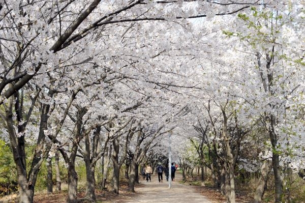 중구 영종국제도시 유수지공원 벚꽃길도 전면 폐쇄