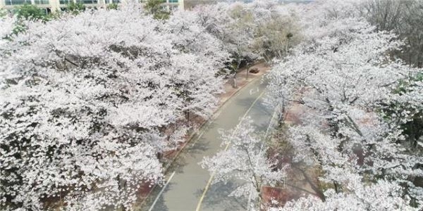 인천의 벚꽃 터널