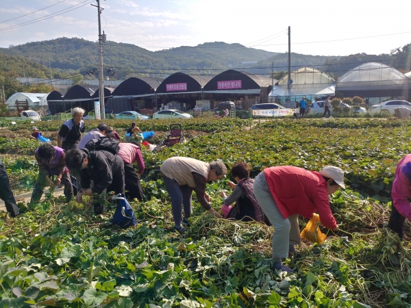 서울시 치유농업 프로그램 활동모습. (사진=서울시 제공)