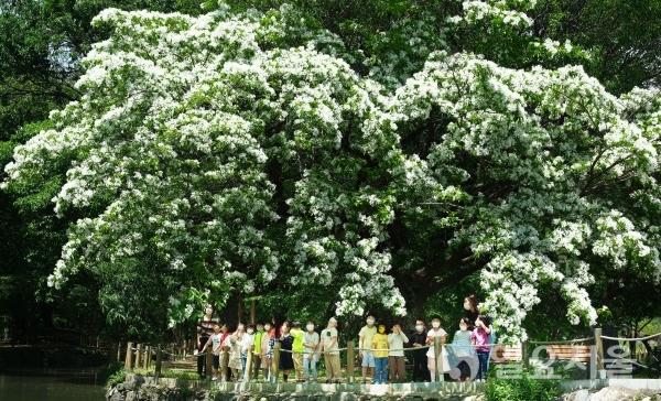 5월에 만발한 이팝나무 꽃