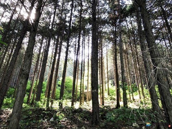 경주 편백나무숲.