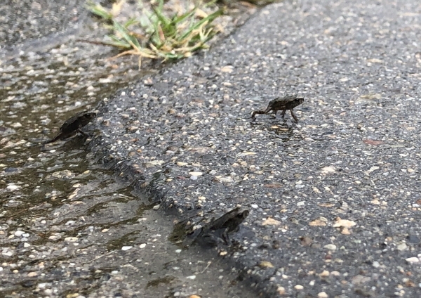 망월지 새끼두꺼비들이 비오는 지난 15일 서식지인 욱수산으로 대이동하고 있다.