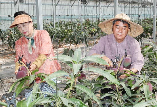 지난 5월 14일 강진읍 최명환 씨의 농장에서 애플망고 수확이 이뤄지고 있다.