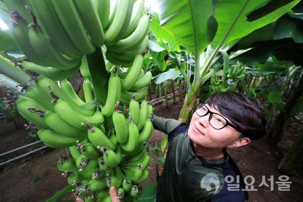 바나나 대량 재배 성공 산청 생비량면 청년 농업창업 강승훈 대표 @ 산청군 제공
