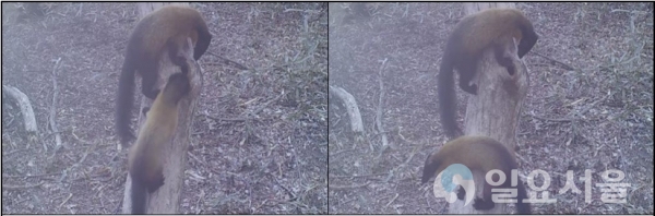 지리산 담비 하늘다람쥐 사냥 @ 지리산국립공원경남사무소 제공