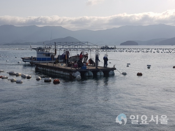 지난 23일, 경남 거제시 산달도 앞 해상에서 승선정원을 초과해 운항한A후(3.77톤ㆍ거제선적ㆍ어장관리선)를 어선법 위반으로 검거했다.