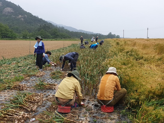 전남 영암군이 실과소 직원들의 자발적 참여로 농촌일손돕기에 나서고 있다.