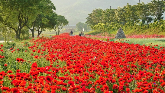 전남 장성군 황룡강변... 따사로운 햇살을 가득 머금은 붉은 꽃양귀비가 선명한 꽃잎을 뽐내고 있다. 1