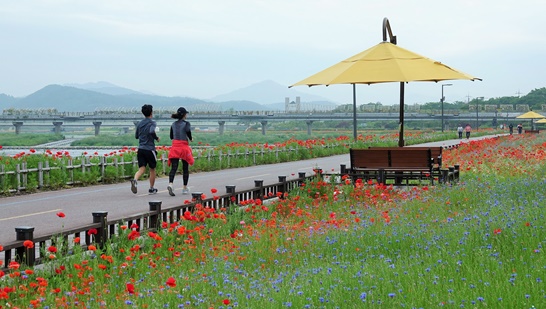 전남 장성군 황룡강변... 따사로운 햇살을 가득 머금은 붉은 꽃양귀비가 선명한 꽃잎을 뽐내고 있다. 2
