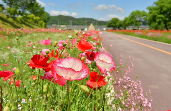 전남 장성군 황룡강변... 따사로운 햇살을 가득 머금은 붉은 꽃양귀비가 선명한 꽃잎을 뽐내고 있다. 3