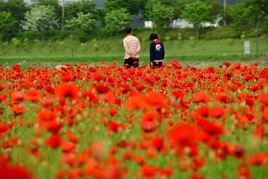전남 장성군 황룡강변... 따사로운 햇살을 가득 머금은 붉은 꽃양귀비가 선명한 꽃잎을 뽐내고 있다. 4