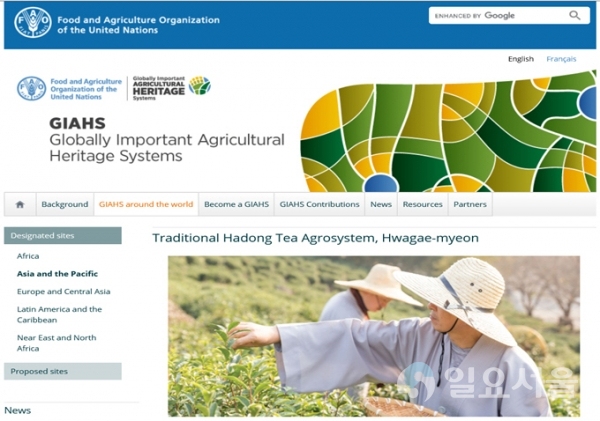 UN FAO(국제연합식량농업기구) 홈페이지(fao.org/giahs/en/) 하동 야생차