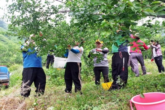 전남 광양시청 공직자들이 코로나19 극복을 위한 농촌일손돕기 적극적으로 나서고 있다. 구슬땀을 흘리며 매실농가를 돕고 있는 현장 사진
