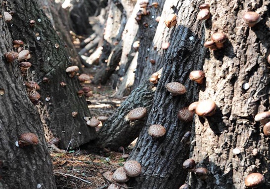 코로나 면역력에 원목재배한 ’장흥표고버섯’ 탁월 2