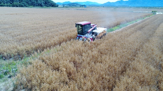 전남 강진군의 쌀귀리 수확 현장 사진