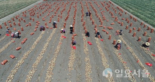 초여름 날씨를 보인 10일 경남 함양군 수동면 양파논에서 농민들이 무더위도 잊은 채 양파를 수확하고 있다.