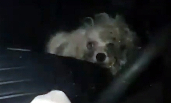 부산 해운대구의 한 아파트 주차장에 주차된 승용차에 방치된 강아지. [사진=부산일보 영상 캡처]