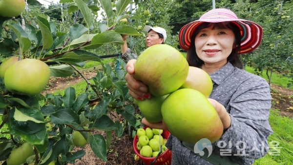 경남 함양군 수동면 죽산리 내산마을에서 15일, 이필영씨 부부가 새콤달콤하고 당도가 높은 국산 여름 사과 ‘썸머킹’을 첫 수확하고 있다.