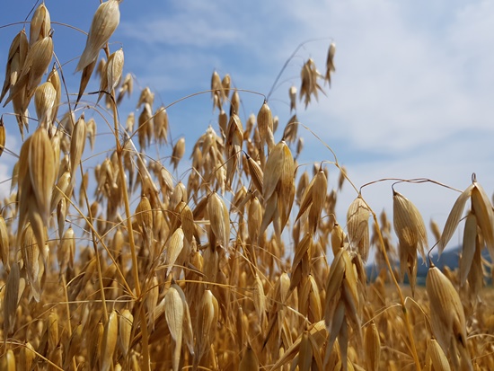 전남 강진군이 재배하고 있는 전국 최고품질의 쌀귀리