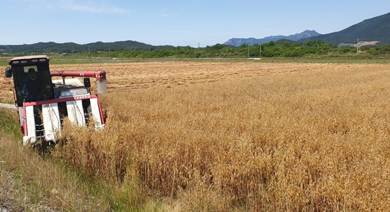 쌀귀리 수확모습