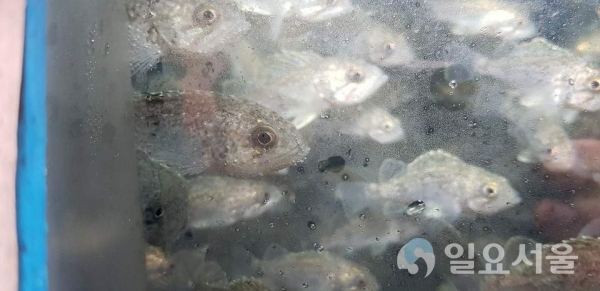 사천시해수어류양식자율관리어업공동체 조피볼락 치어 방류