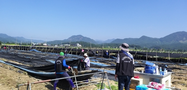 19일 대전시 직원과 국민운동단체 회원, 적십자회원들로 구성된 수해복구 지원단이 금산군 일원의 수해복구에 나서고 있다.