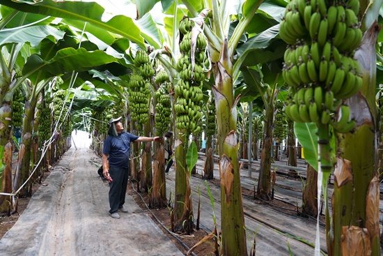 해남군 아열대작목 재배현장인 북평면 바나나 농장