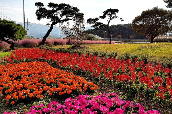 서면 입구 아화나들목에 핑크뮬리와 가을꽃으로 작은 꽃밭이 조성돼 있다.
