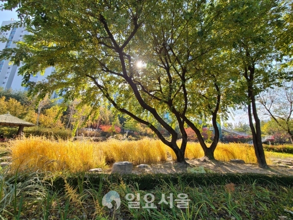 황금빛으로 물 든 갈대밭 풍경 [사진=신수정 기자]