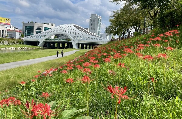 대전천에 만개한 꽃무릇. [사진 = 대전시]