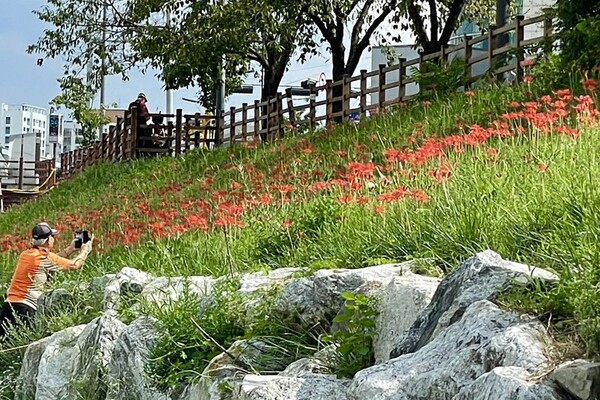 한 시민이 꽃무릇 군락지를 촬영하고 잇다. [사진 = 대전시]