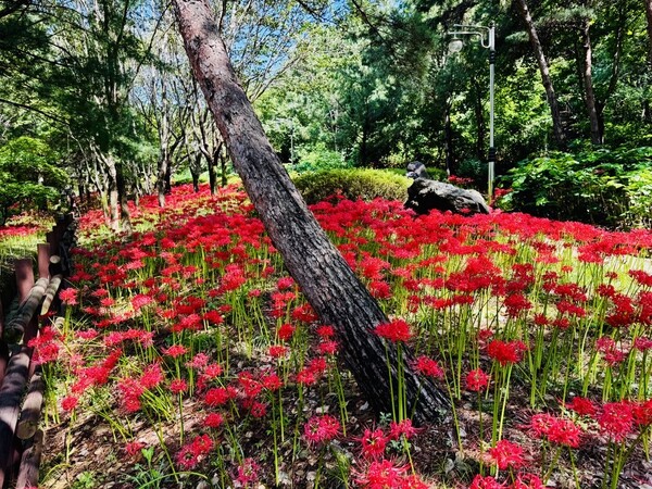 가오근린공원에 핀 곷무릇 [사진 = 대전시]