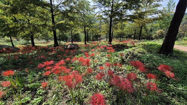 중구 치유의숲 [사진  대전시]