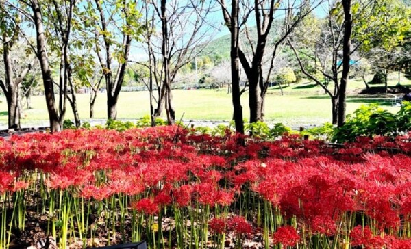 대청공원의 꽃무릇 [사진 = 대덕구]