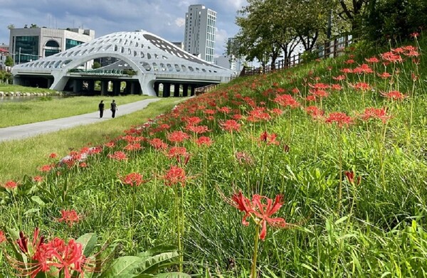 목척교 인근 대전천 꽃무릇 [사진 = 대전시]