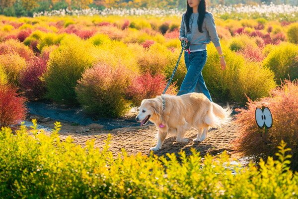 포천시, 국내 최대 규모 반려동물 관광축제 ‘2025 포천 펫스타’ 개최