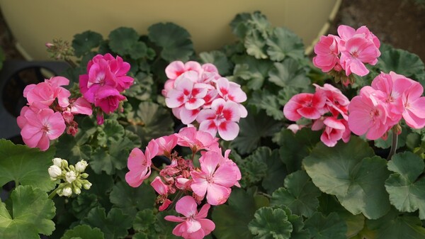 제라늄 [사진 = 세종수목원]