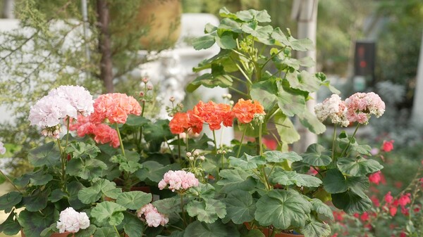 제라늄 [사진 = 세종수목원]