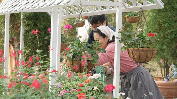 제라늄 전시 준비 [사진 =세종수목원]