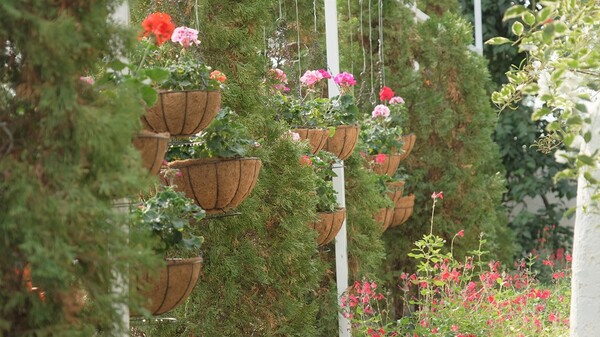 제라늄전시 [사진 = 세종수목원]