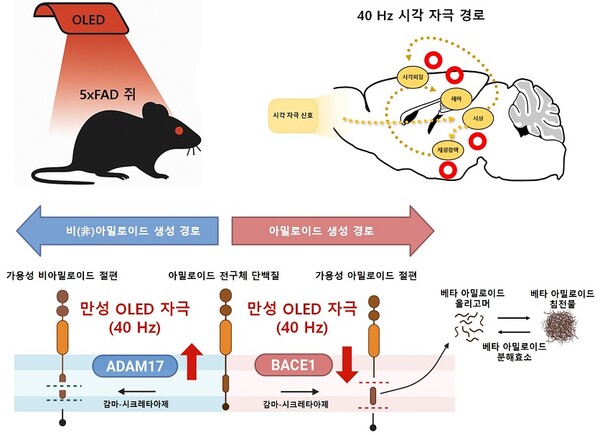 : 적색 OLED 로 신경 세포를 자극 알츠하이머 실험용 쥐의 아밀로이드 베타의 줄이는 기전